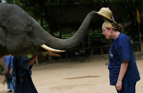 Elefantes en Tailandia Foto Getty Images