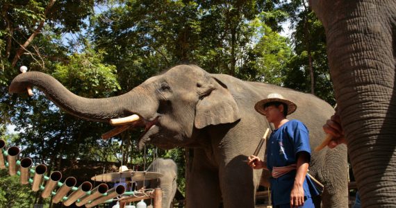Elefantes en Tailandia foto Getty Images