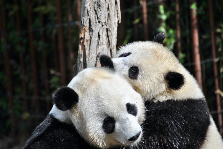 pandas aparean coronavirus Foto ilona-froehlich-unsplash