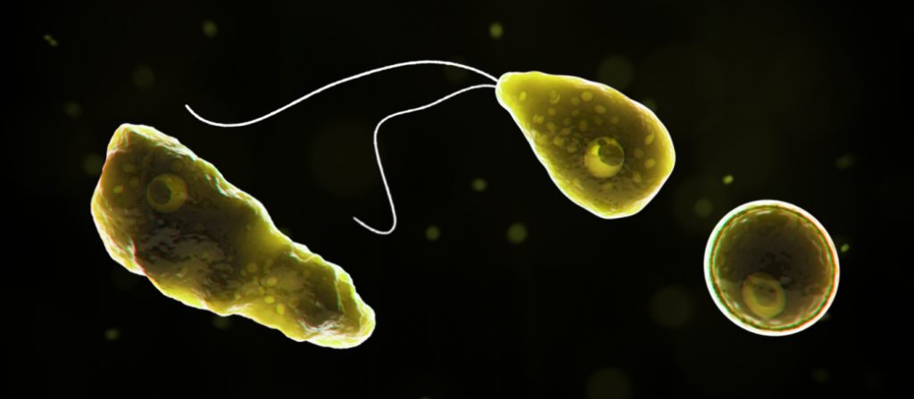 Naegleria fowleri ameba come cerebros