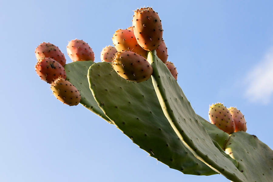 beneficios del nopal|cuántos nopales comer al día|de dónde es ...