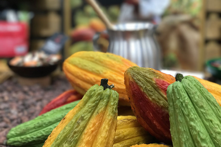 Algunas curiosidades sobre el preciado cacao