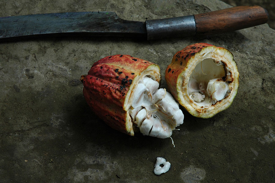 Mazorca de cacao