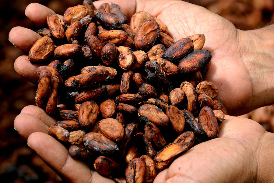 Algunas curiosidades sobre el preciado cacao