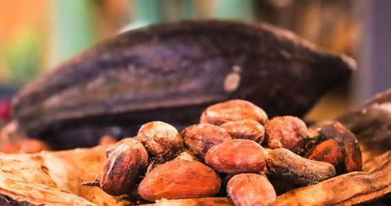 Algunas curiosidades sobre el preciado cacao