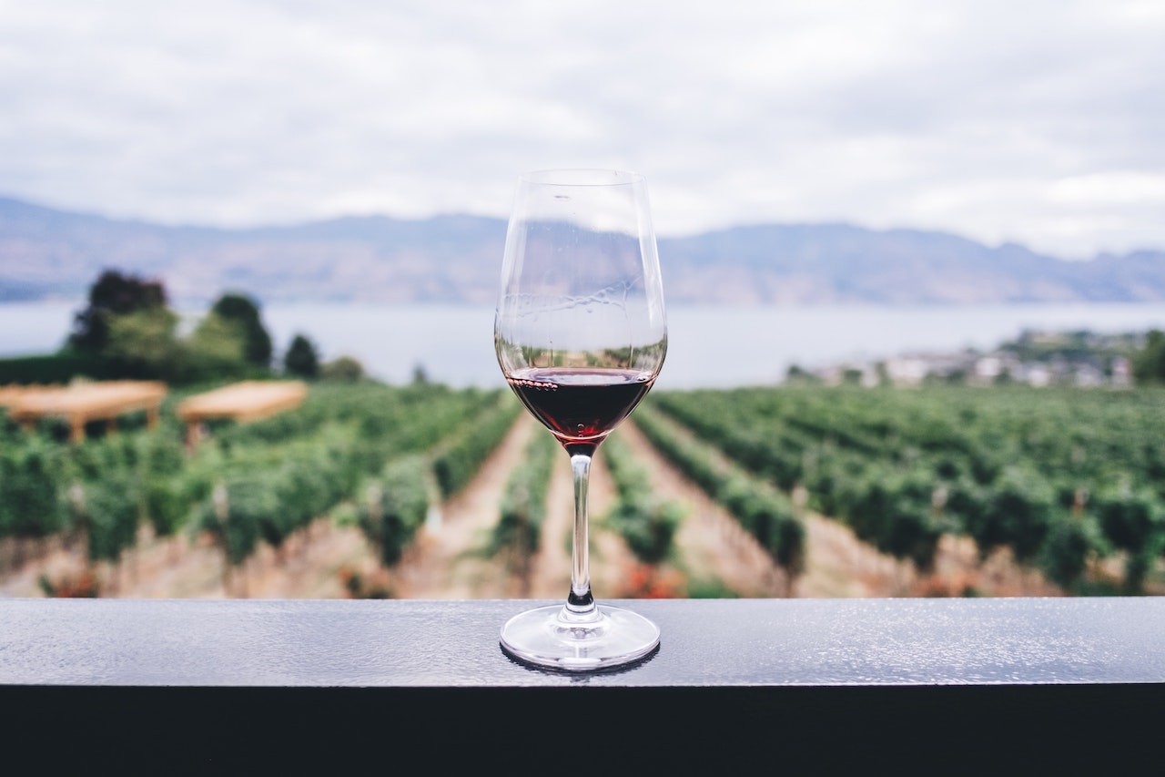 Mejores vinos para año nuevo Viñedo