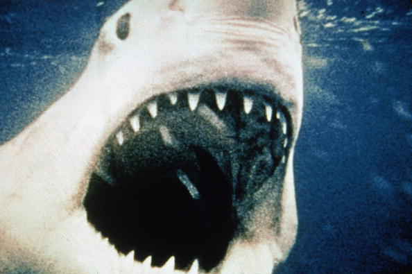 detalle del tiburon de steven spielberg